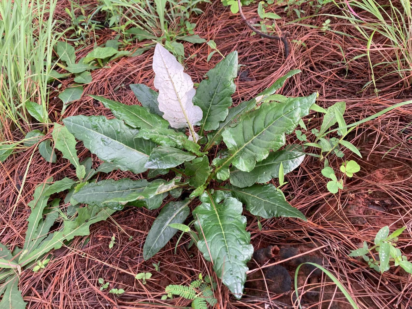 betway必威西汉姆联